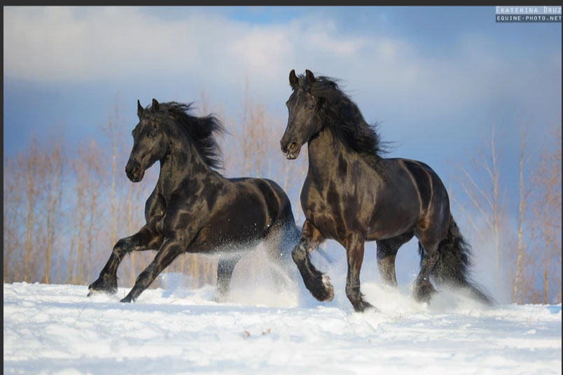 Ekaterina Druz - Equine Photography - Two Friesians